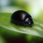 黒いてんとう虫の全て|害虫か益虫かを解明
